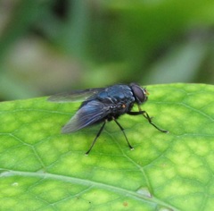 Calliphoroides antennatis