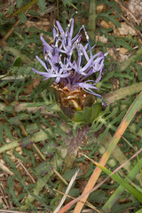 Carthamus mitissimus