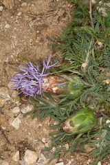 Carthamus mitissimus