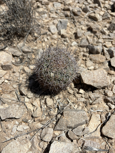 Warnock's Cactus