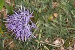 Carthamus mitissimus