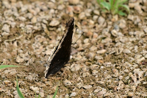 Mourning Cloak