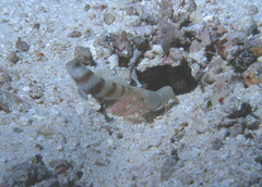 Amblyeleotris steinitzi