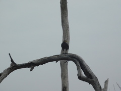 Buteogallus