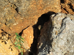 Podarcis melisellensis