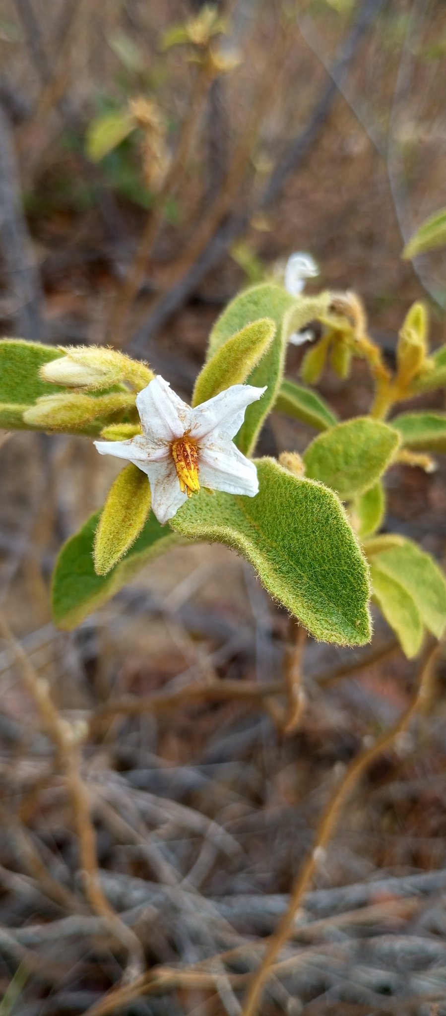 Imagem de Solanum subumbellatum