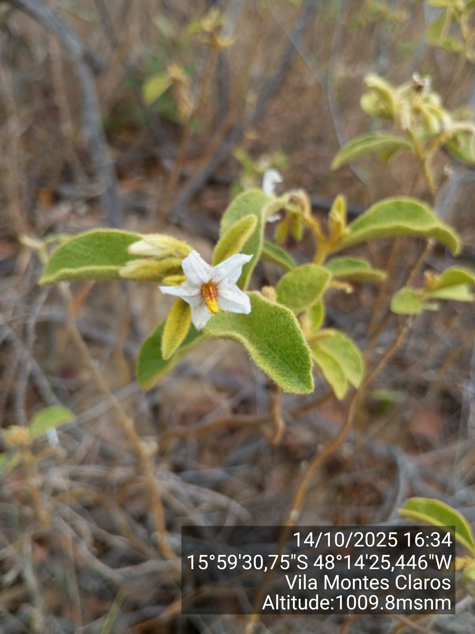 Imagem de Solanum subumbellatum