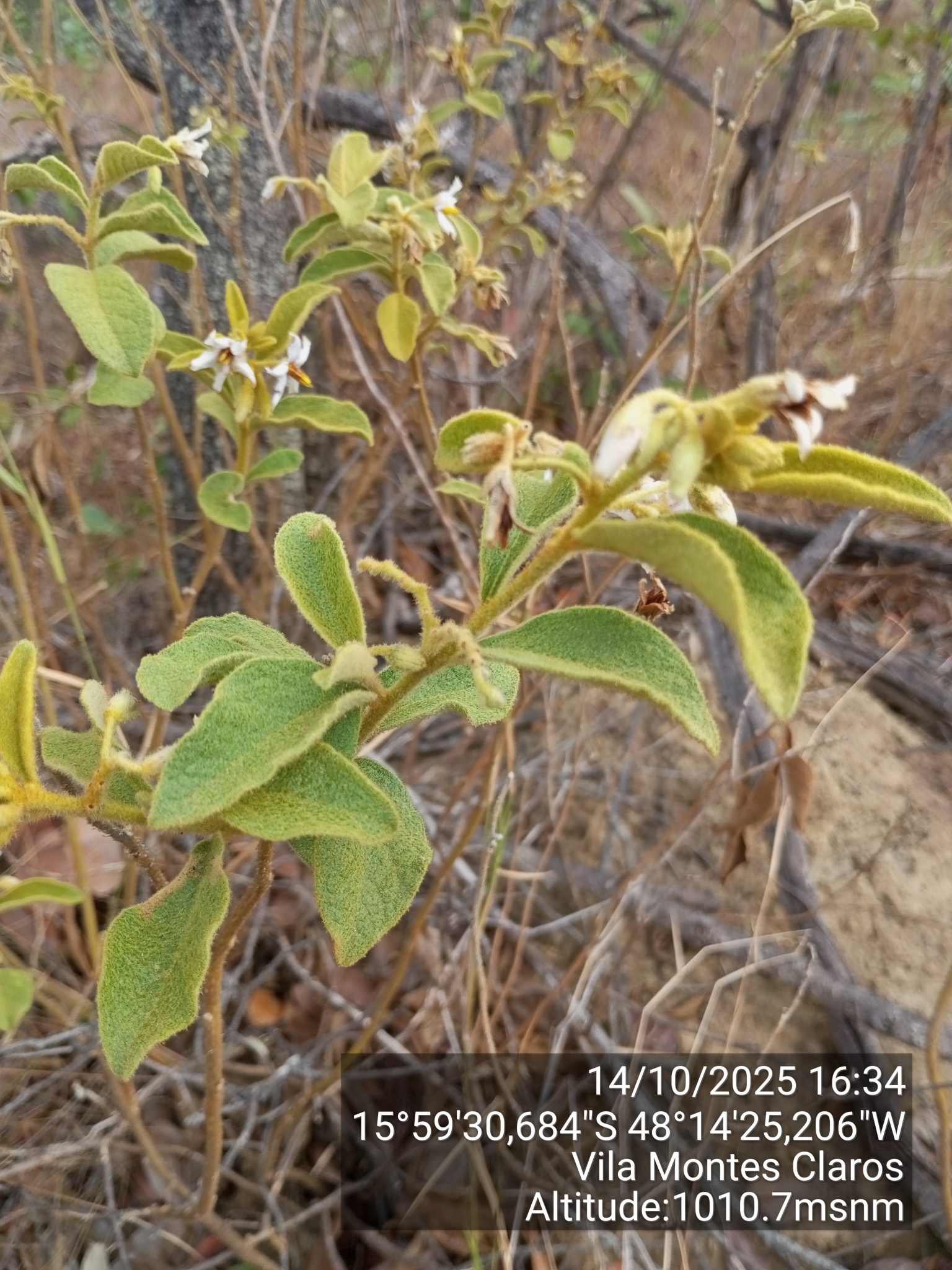 Imagem de Solanum subumbellatum