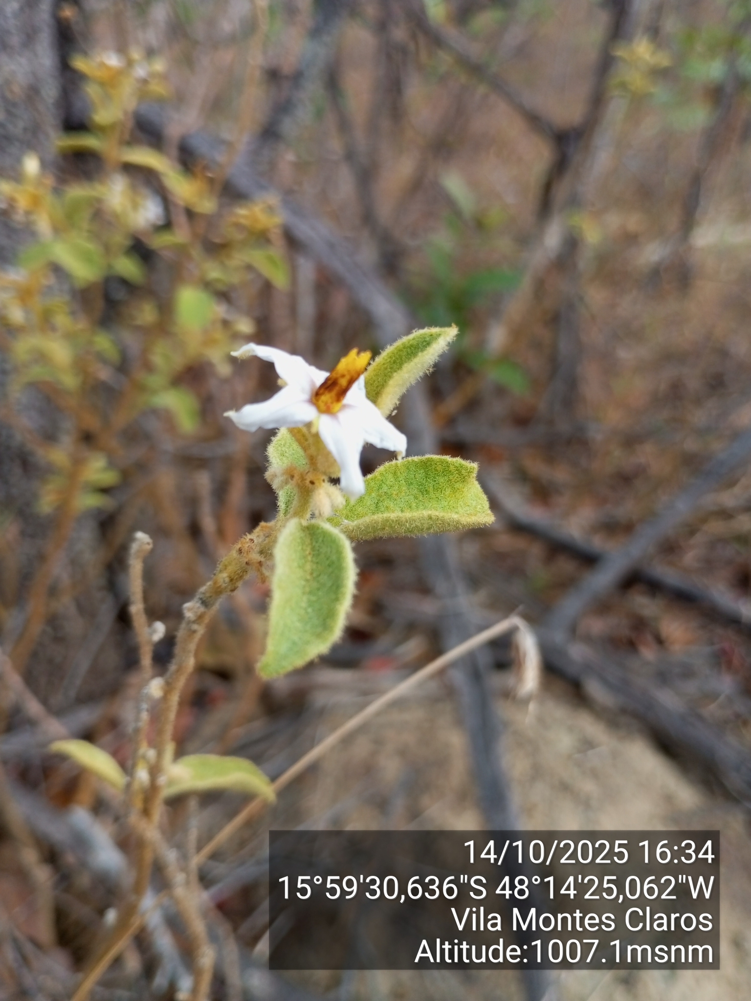 Imagem de Solanum subumbellatum