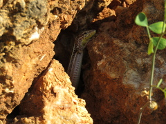 Podarcis melisellensis