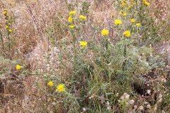 Scolymus grandiflorus