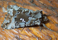 Autographa corusca