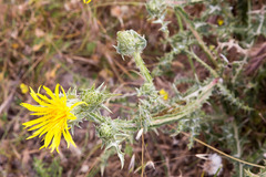 Scolymus grandiflorus