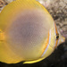 Goldstripe Butterflyfish - Photo (c) Erik Schlogl, some rights reserved (CC BY-NC), uploaded by Erik Schlogl