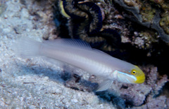 Valenciennea strigata