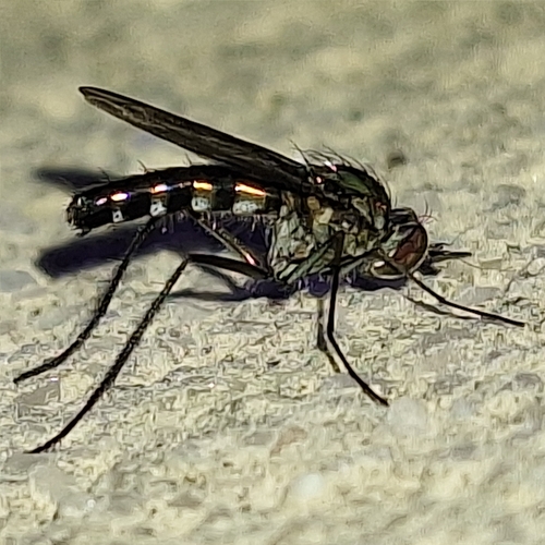 Unknown species found near Pensacola, FL 32506, USA