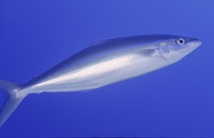 Elagatis bipinnulata