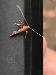 Caloptilia xanthopharella