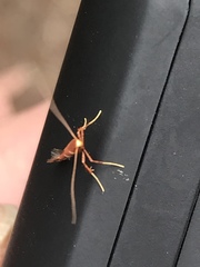 Caloptilia xanthopharella