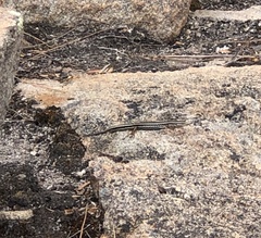 Ctenotus labillardieri