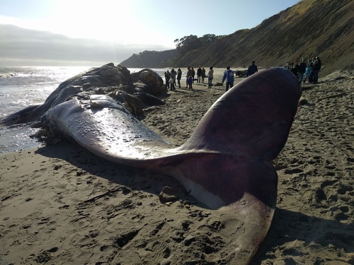 Whale