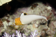 Cetoscarus ocellatus