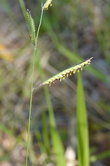 Urochloa eminii