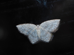 Leucodrepana serratilinea