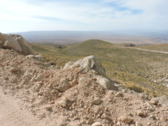 Tachymenis peruviana