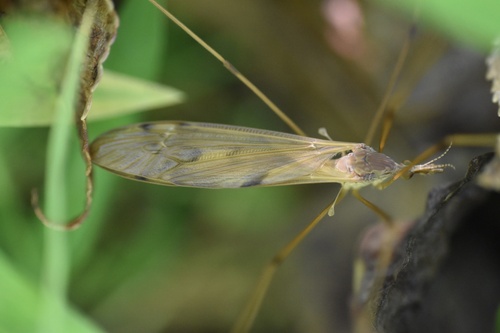 Unknown species found near Georgia, US