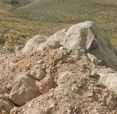 Tachymenis peruviana