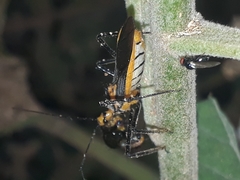 Repipta fuscipes
