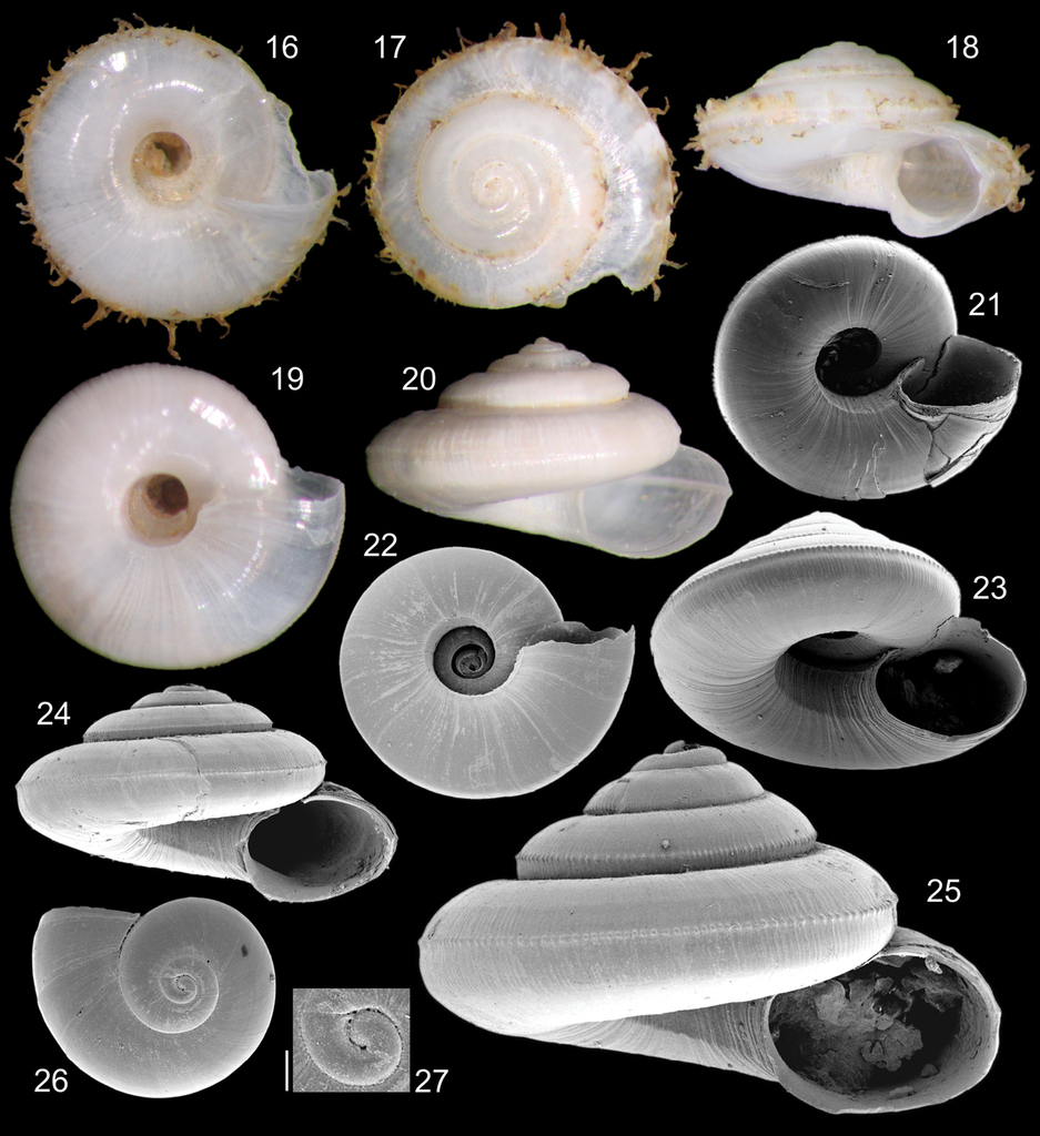 Episcynia