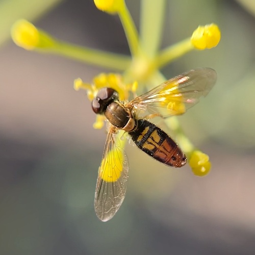 Unknown species found near Lennox Ave NE, Cedar Rapids, IA, US