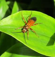 Priocnemis conformis