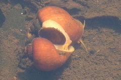Pomacea diffusa
