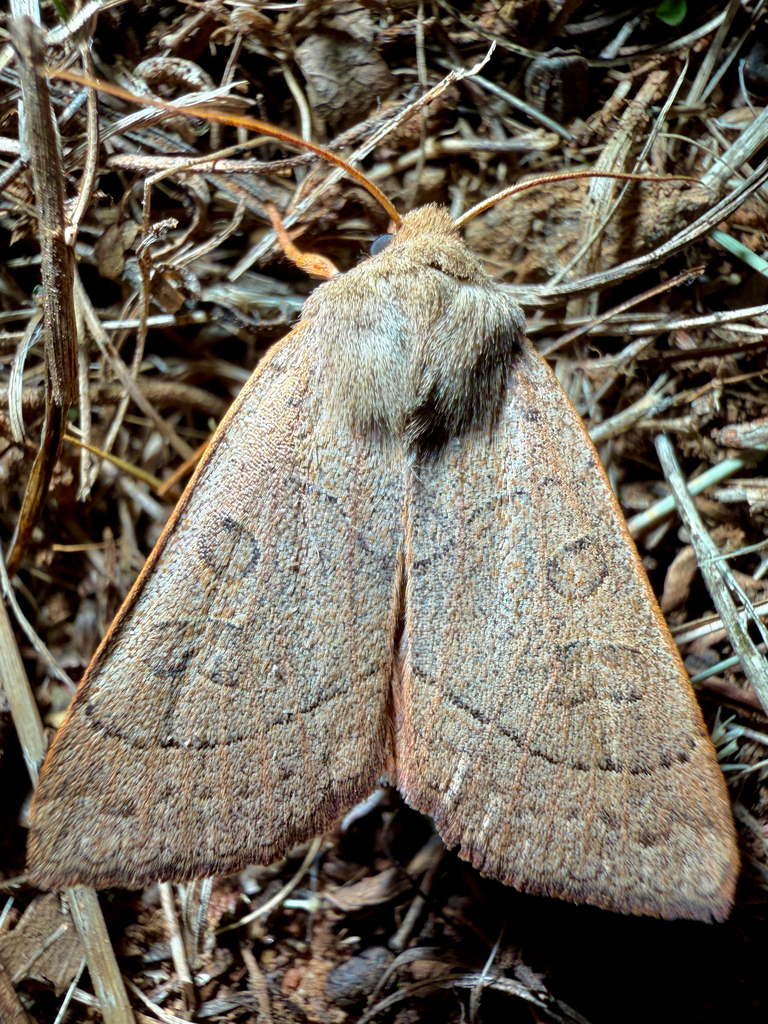Mesogona olivata