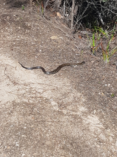 Tiger Snake sighting