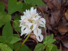 Govenia liliacea