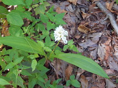Govenia liliacea
