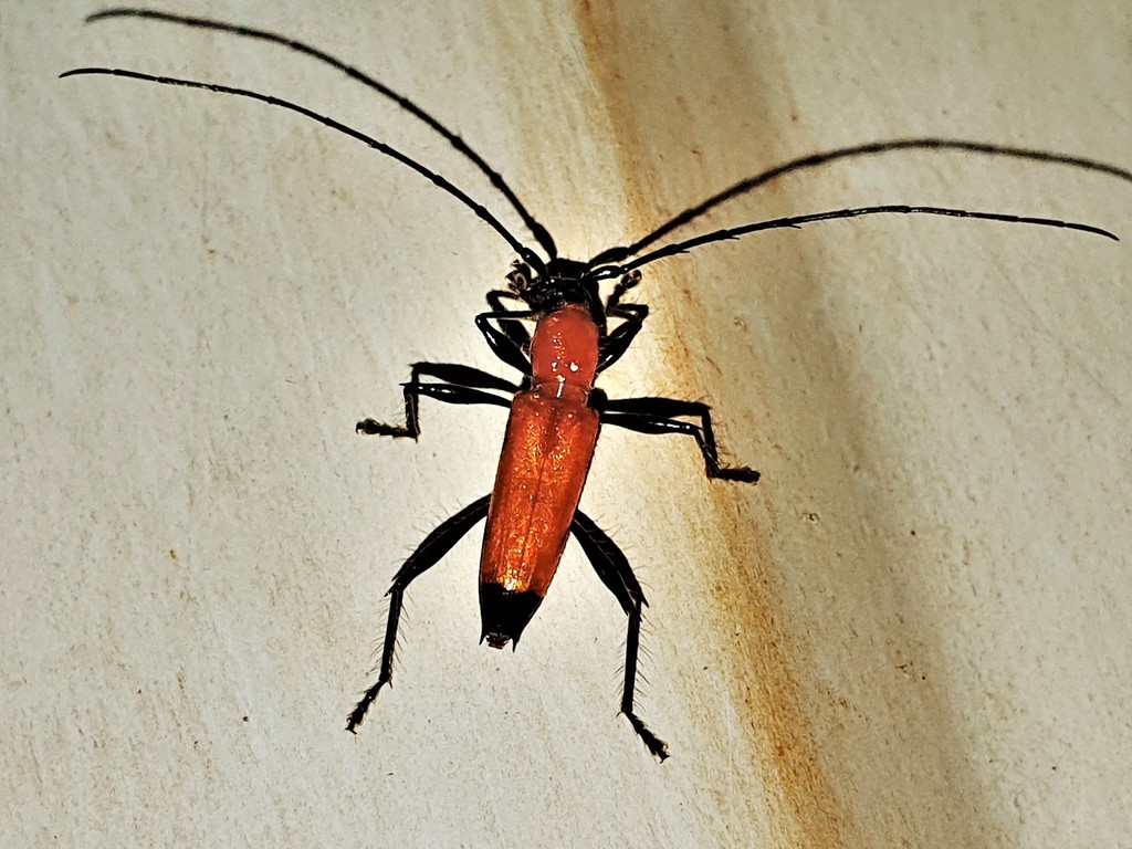 Stizocera kawensis