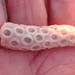 Compact Ivory Bush Coral - Photo (c) Susan J. Hewitt, some rights reserved (CC BY-NC), uploaded by Susan J. Hewitt
