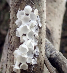 Pomacea paludosa image