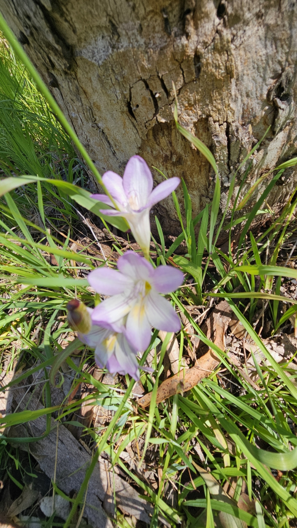 Freesia (Freesia ×)