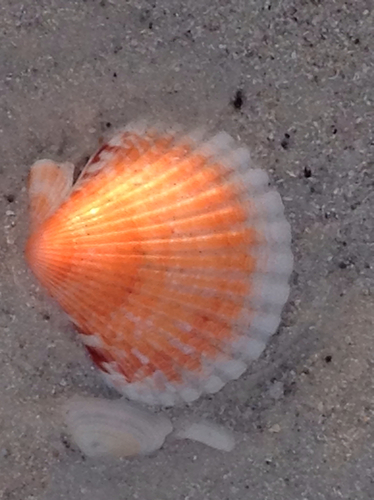 Atlantic Calico Scallop