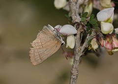 Allosmaitia strophius