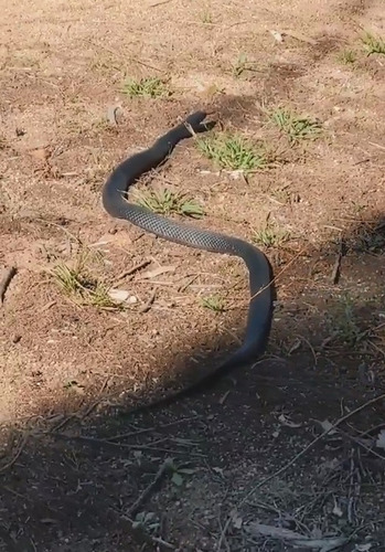 Red-bellied Black Snake sighting