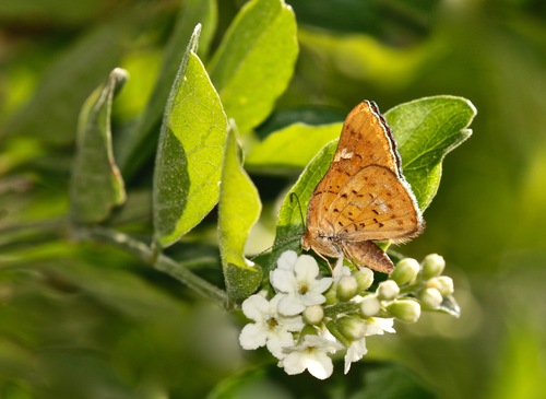 Curve-winged Metalmark