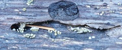 Trichoderma flavipes