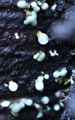Trichoderma flavipes